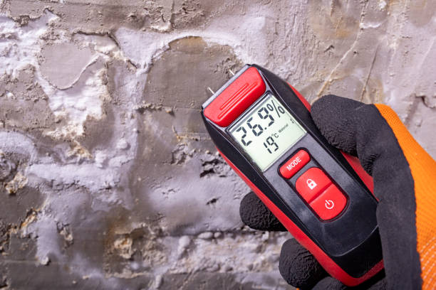 Best White Mold Remediation in Four Bridges, OH